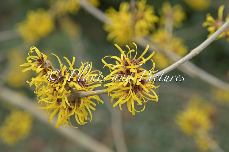 Hamamelis mollis ‘Boskoop’