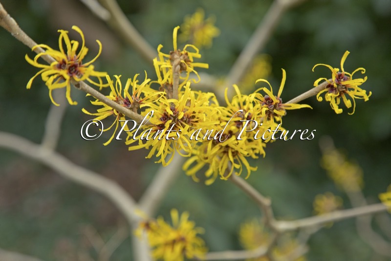 Hamamelis mollis ‘Boskoop’