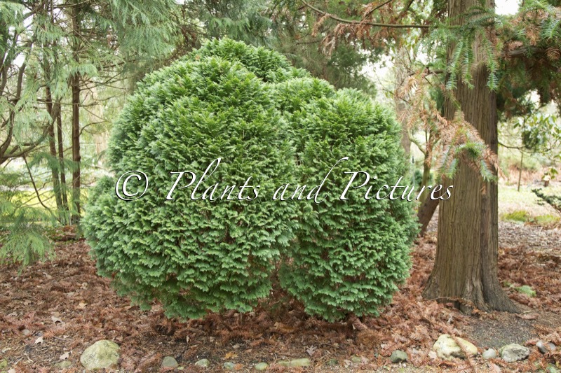 Chamaecyparis lawsoniana ‘Gimbornii’