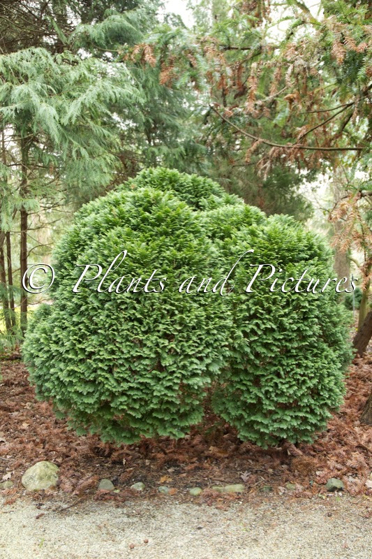 Chamaecyparis lawsoniana ‘Gimbornii’