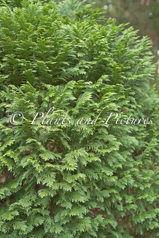 Chamaecyparis lawsoniana ‘Gimbornii’