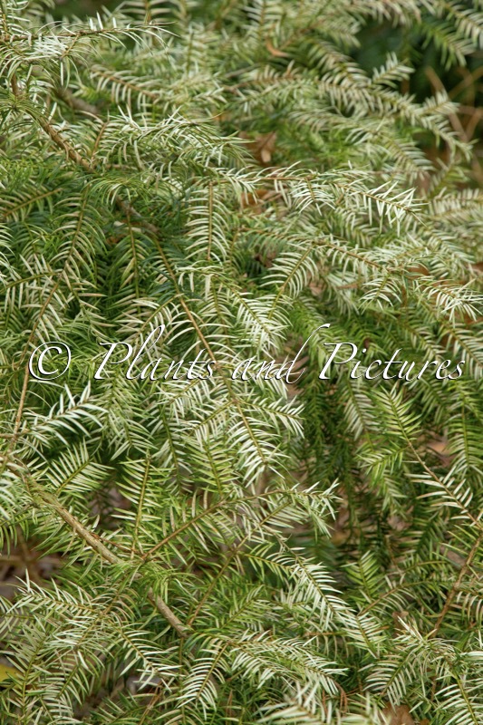 Torreya nucifera ‘Variegata’