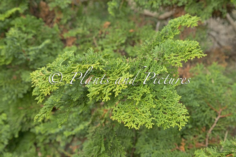 Chamaecyparis obtusa ‘Chabo-yadori’