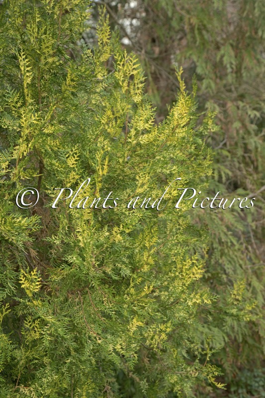 Platycladus orientalis ‘Aureovariegata’