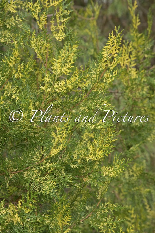 Platycladus orientalis ‘Aureovariegata’