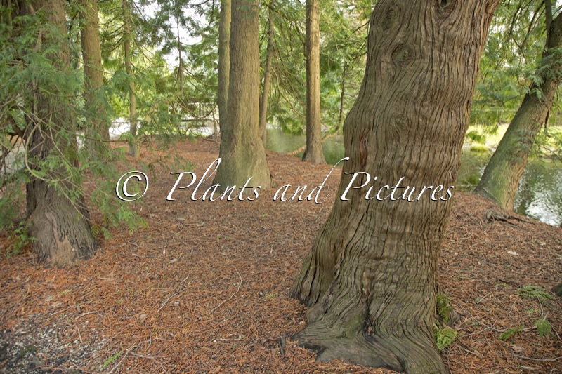 Thuja plicata