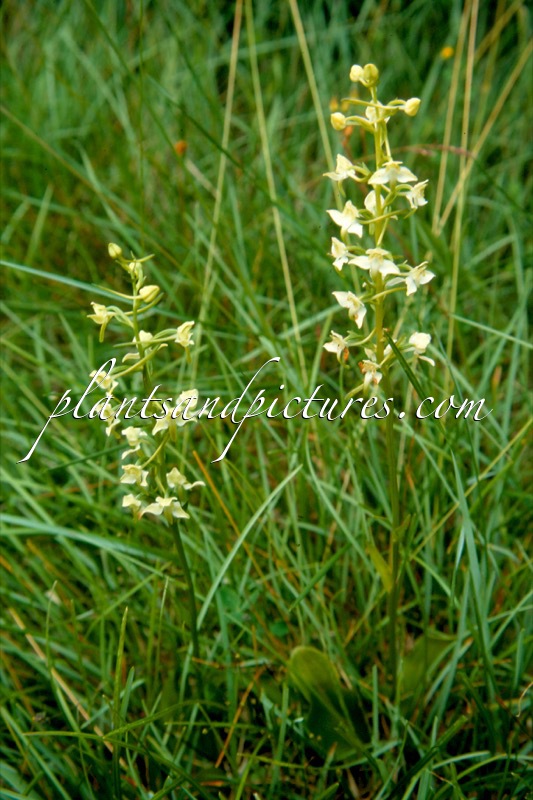 Platanthera bifolia