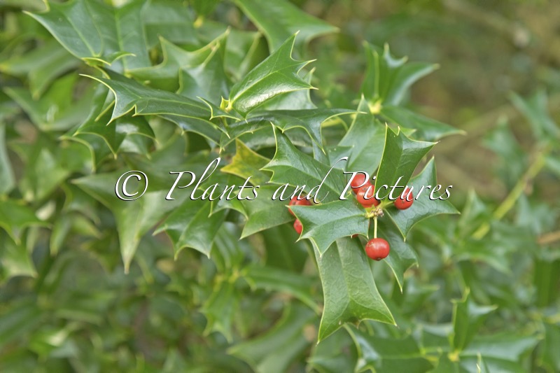 Ilex cornuta