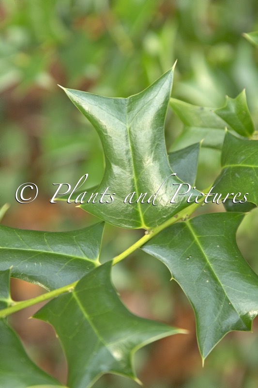 Ilex cornuta