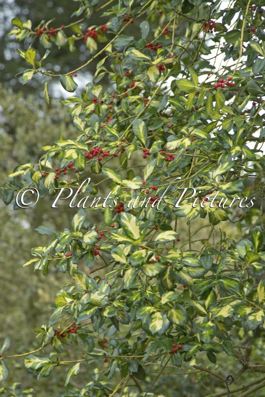 Ilex altaclerensis ‘Lawsoniana’