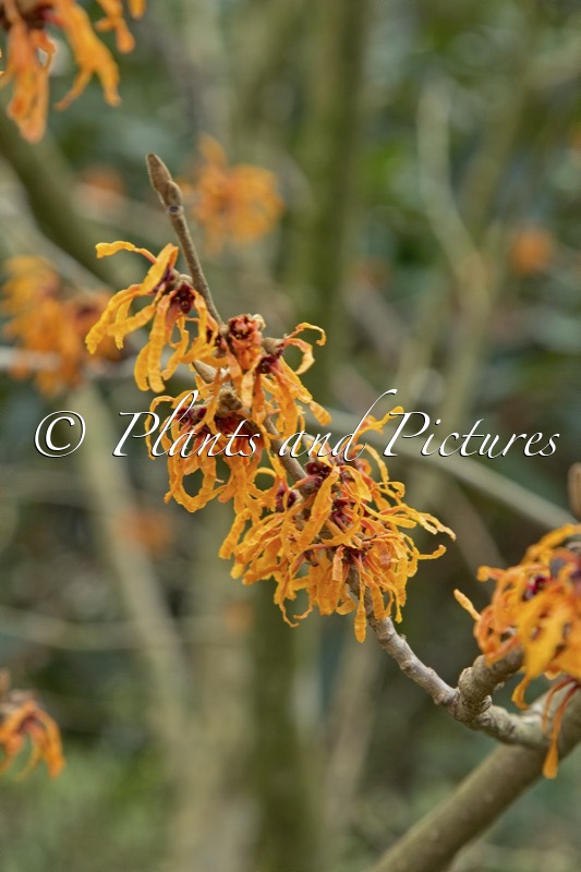 Hamamelis intermedia ‘Orange Peel’