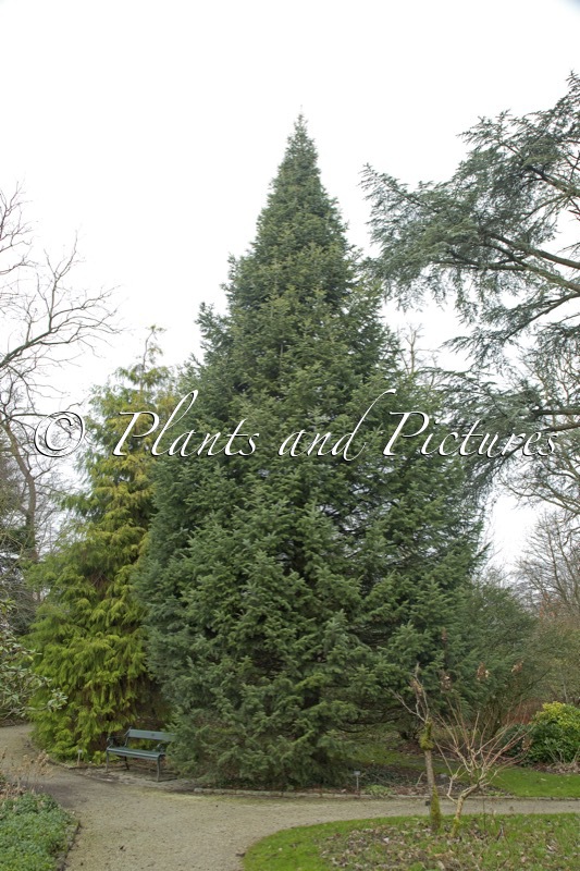Abies cilicica