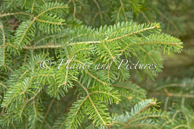 Abies cilicica