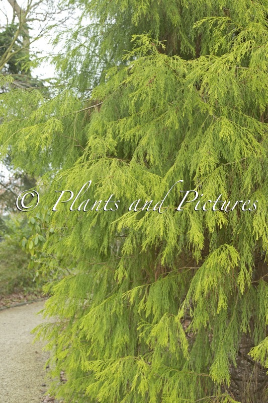 Chamaecyparis lawsoniana ‘Karaca’