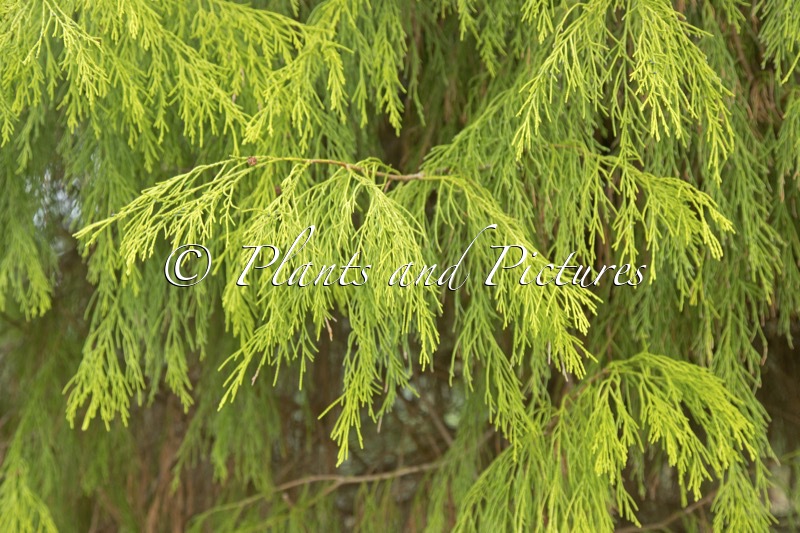 Chamaecyparis lawsoniana ‘Karaca’