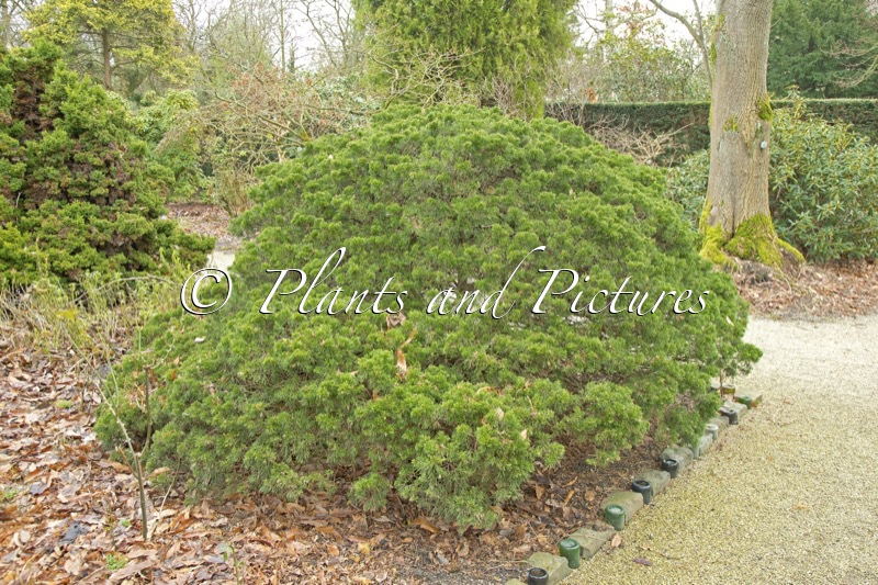 Juniperus virginiana ‘Globosa’
