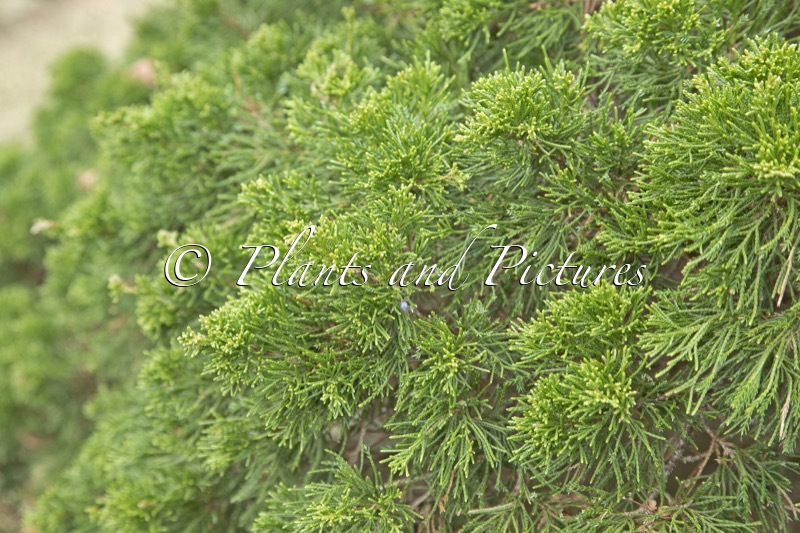 Juniperus virginiana ‘Globosa’