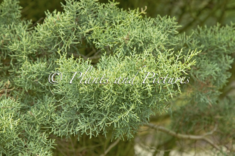 Cupressus arizonica ‘Sulphurea’