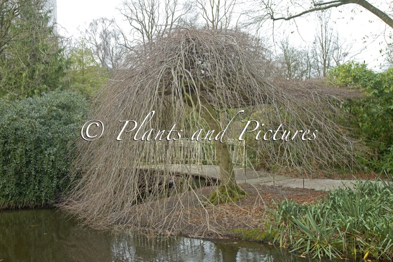 Carpinus betulus ‘Pendula’