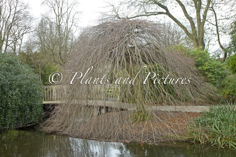 Carpinus betulus ‘Pendula’
