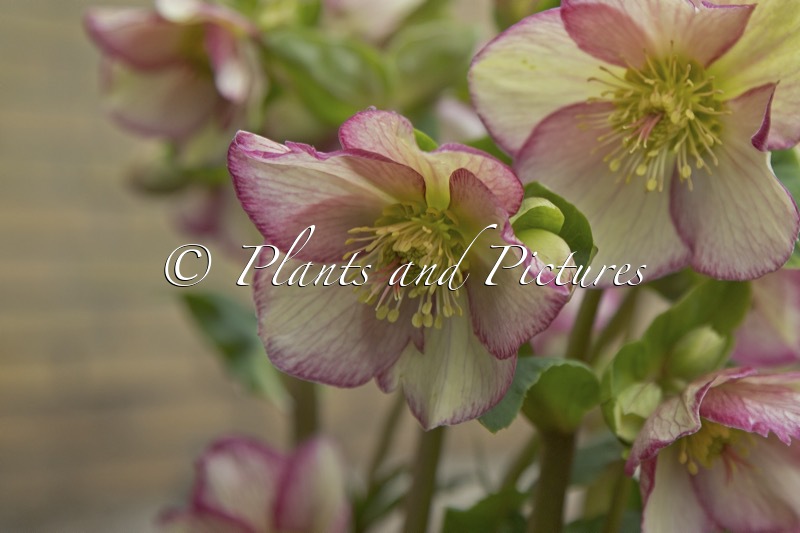 Helleborus ‘HG 1428’ (HGC ICE ‘N’ ROSES PURPLE SUNRISE)
