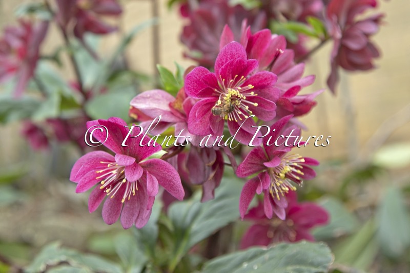 Helleborus ‘HL 1036’