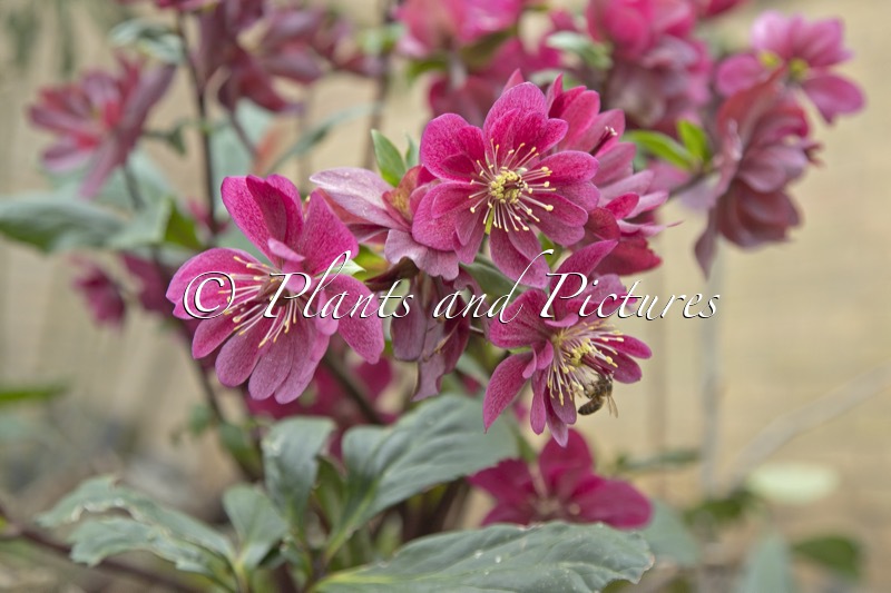 Helleborus ‘HL 1036’