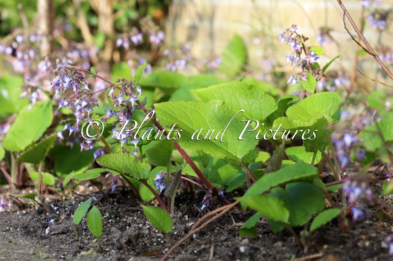 Trachystemon orientalis