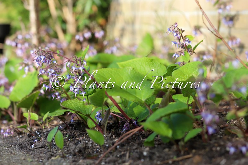 Trachystemon orientalis
