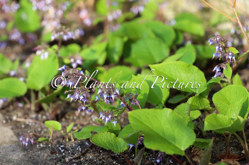 Trachystemon orientalis