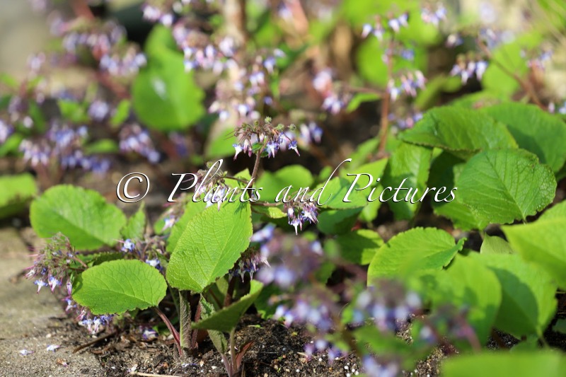 Trachystemon orientalis