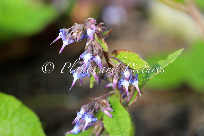 Trachystemon orientalis