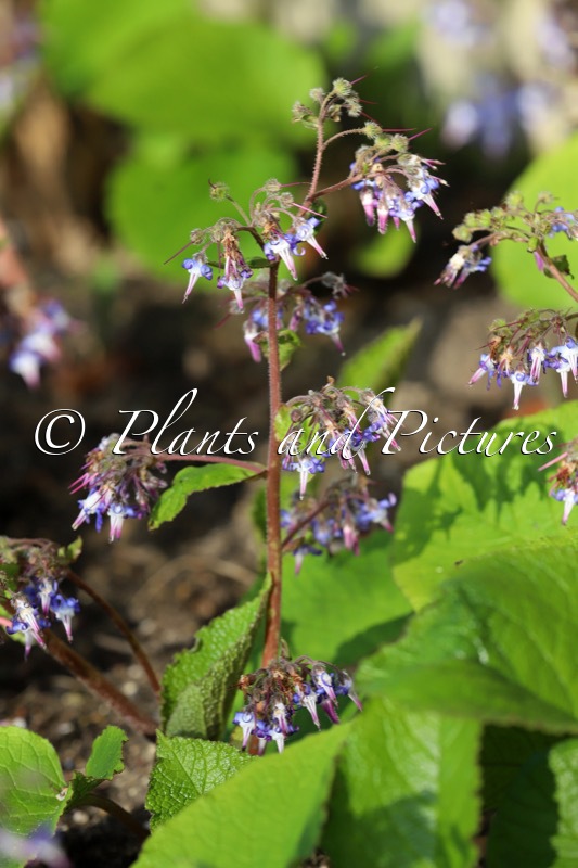 Trachystemon orientalis
