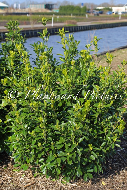 Euonymus japonicus ‘Minmil’ (GREEN MILLENIUM)
