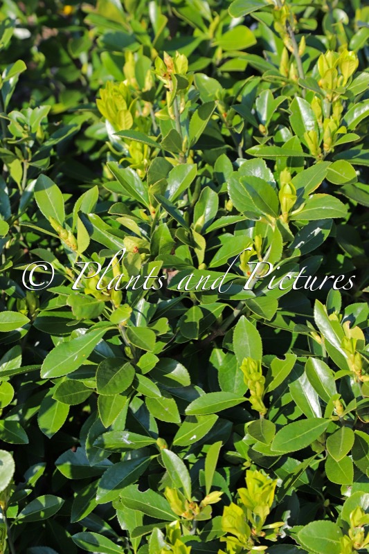 Euonymus japonicus ‘Minmil’ (GREEN MILLENIUM)