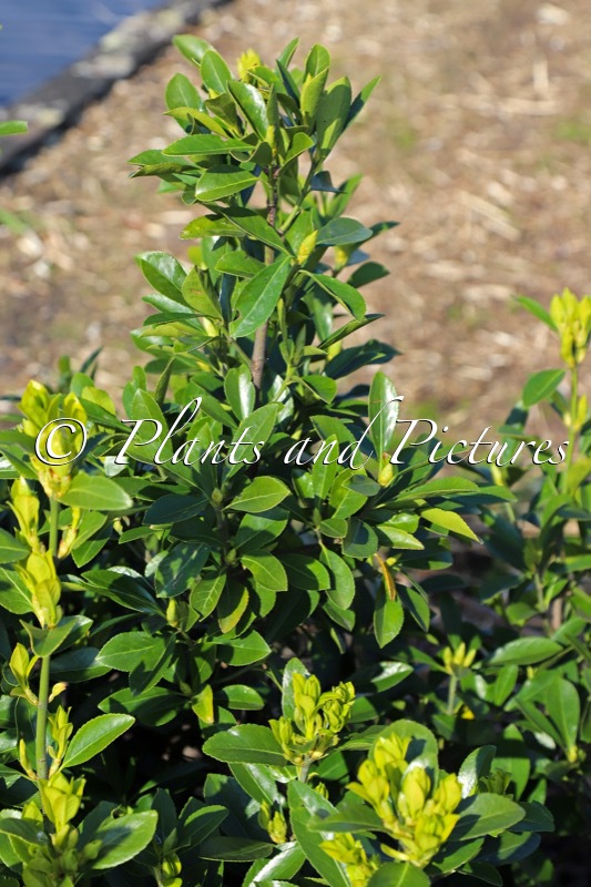 Euonymus japonicus ‘Minmil’ (GREEN MILLENIUM)
