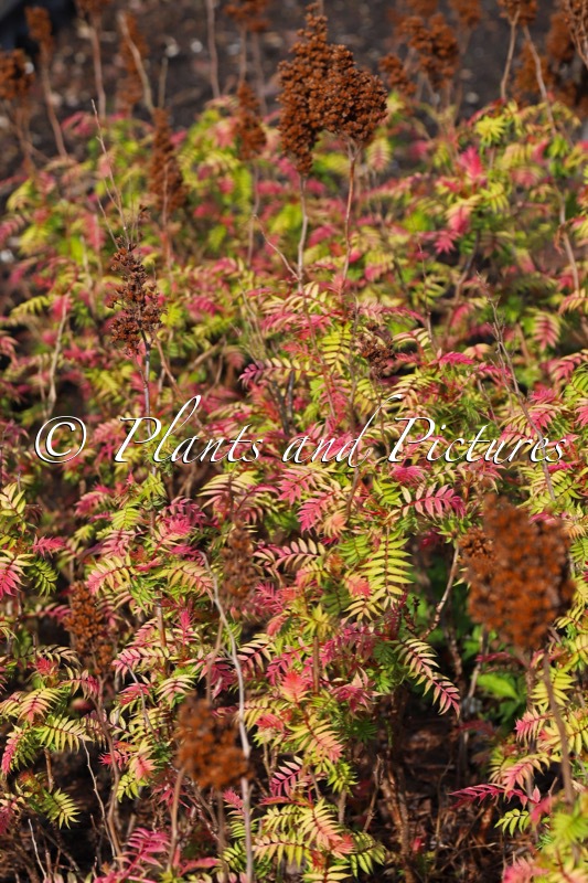 Sorbaria sorbifolia ‘Bococot’ (CHERRY ON TOP)