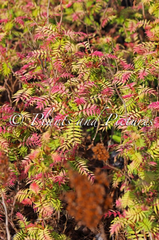Sorbaria sorbifolia ‘Bococot’ (CHERRY ON TOP)
