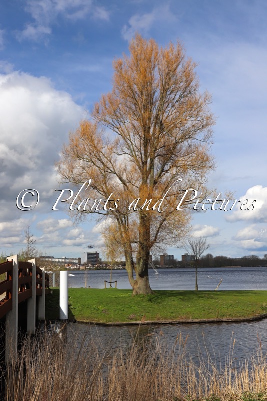 Salix alba ‘Chermesina’