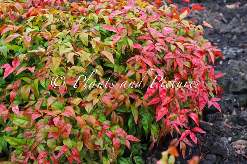 Nandina domestica ‘Fire Power’