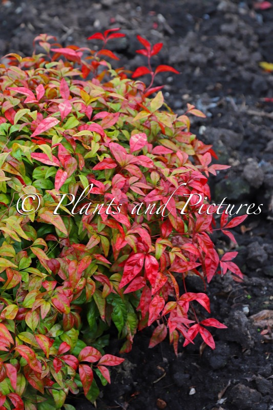 Nandina domestica ‘Fire Power’