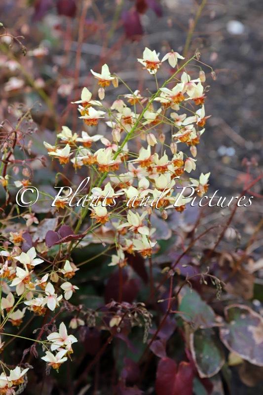 Epimedium pinnatum ‘Magnificent’