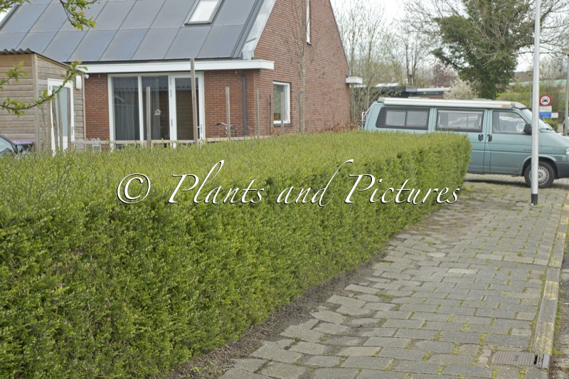 Lonicera pileata ‘Moss Green’