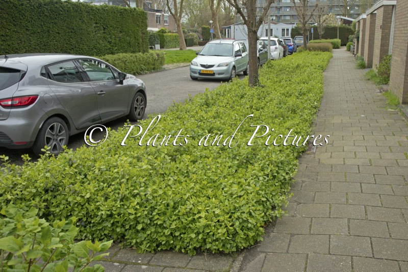 Euonymus fortunei ‘Vegetus’