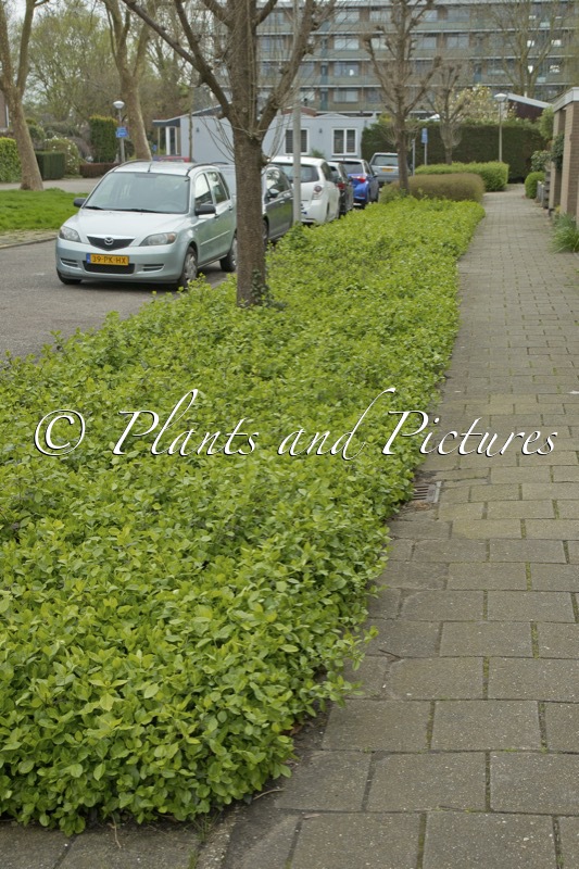 Euonymus fortunei ‘Vegetus’