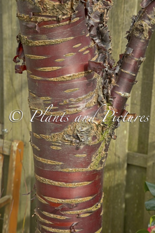 Prunus serrula ‘Branklyn’