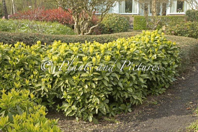 Aucuba japonica ‘Variegata’