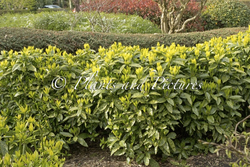 Aucuba japonica ‘Variegata’