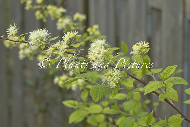 Neviusia alabamensis