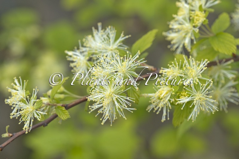 Neviusia alabamensis